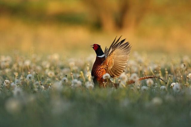 Wildlife Creatures Need Care Too - Animal Advice