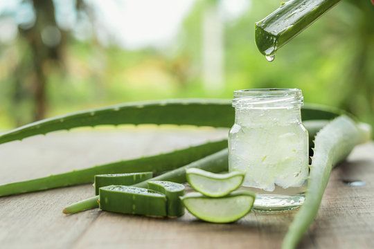 Aloe Vera’s healing impact