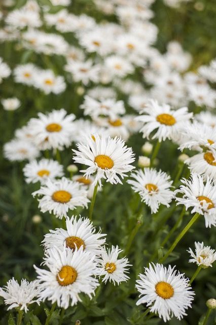 Chamomile – the Gentle and Versatile Herb