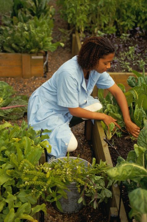 Propagating your own Herbs – Taking Cuttings Part 2