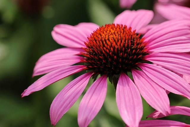 Echinacea – A Therapeutic Dose