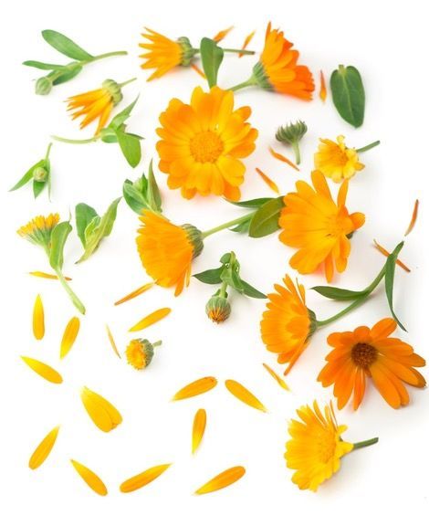 Calendula Soothing Cream - Back to Basics