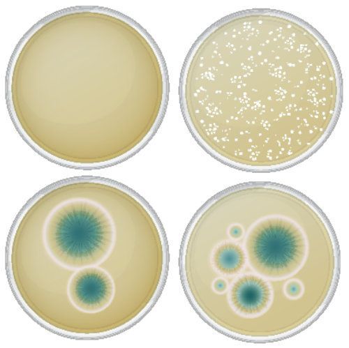 Yeast And Prostatitis