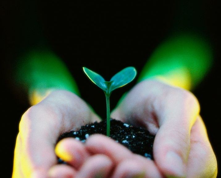 Broccoli Sprouts – a concentrated powerhouse