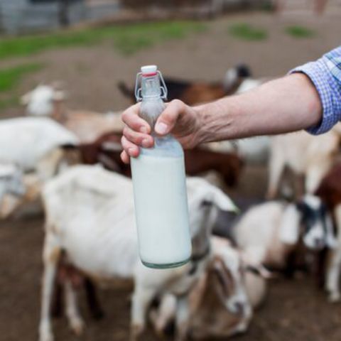 Goat’s Milk for Infants
