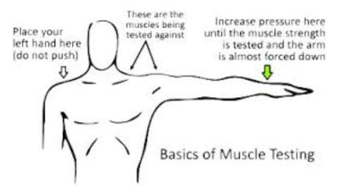Kinesiology - the World of Muscle Testing
