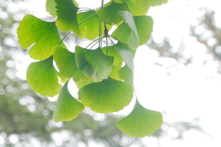 Ginkgo Biloba