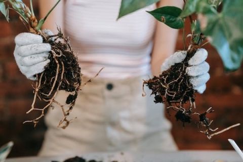 How to Propagate your own Herbs