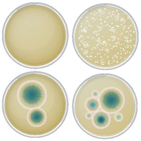 Yeast And Prostatitis
