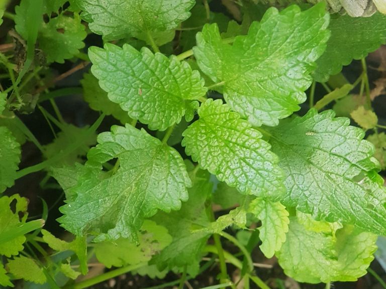 Lemon Balm - The Calming Herb