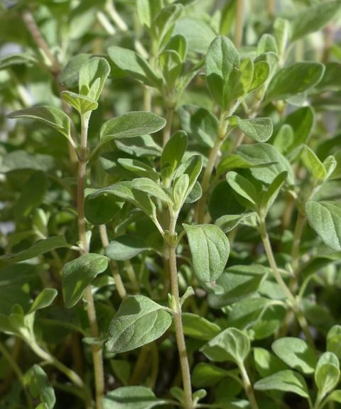 Marjoram