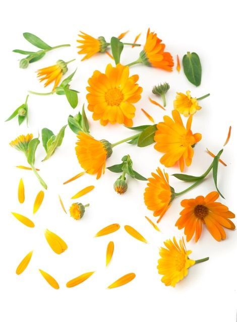 Calendula Soothing Cream - Back to Basics