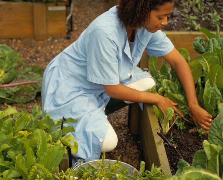 Propagating your own Herbs – Taking Cuttings Part 2