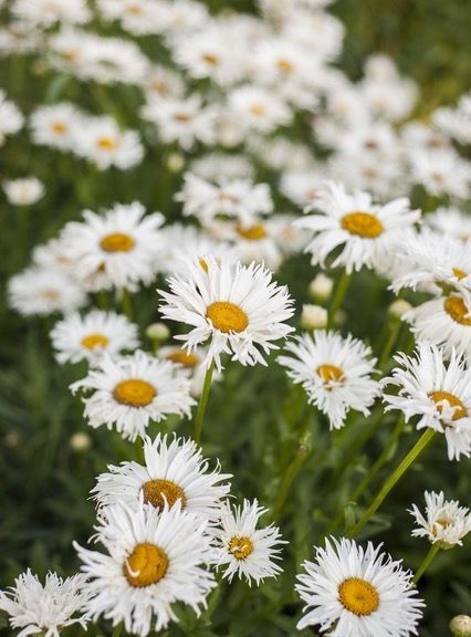 Chamomile – the Gentle and Versatile Herb