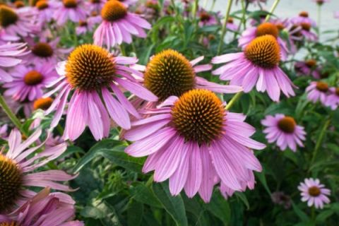 Echinacea - Integrating Research with Traditional Use